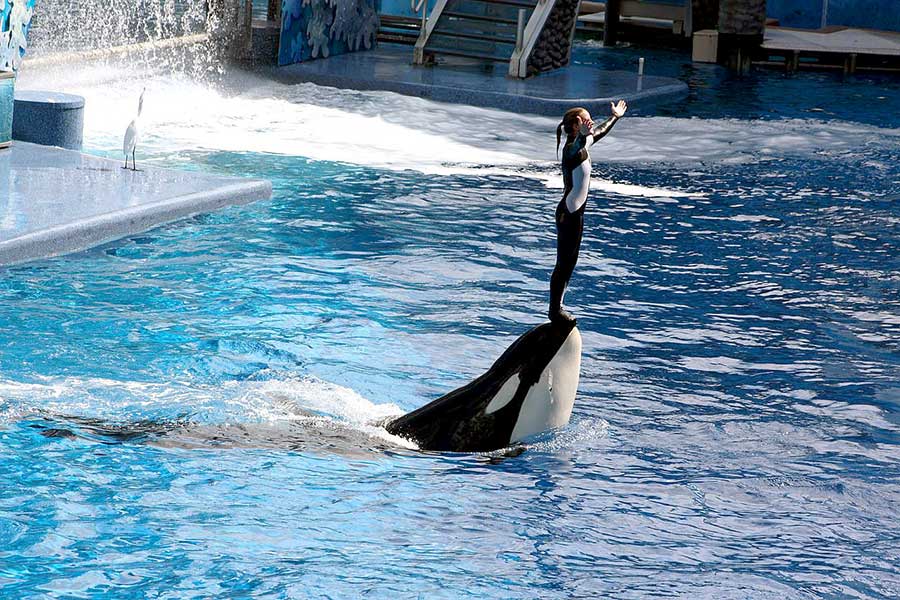 Trainer stands on killer whale's nose at Sea World Orlando