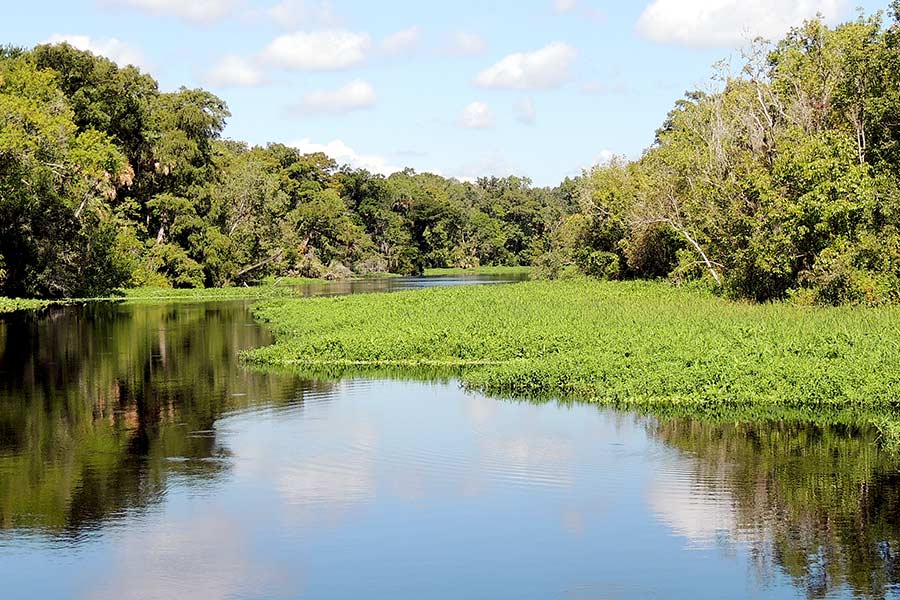 Saint Johns River banks lined with lush green vegetation and trees