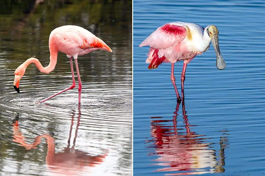 Flamingo on left and Roseate Spoonbill on right