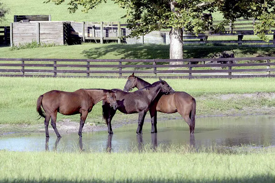 Three horses standing in shallow pond near Ocala, Florida