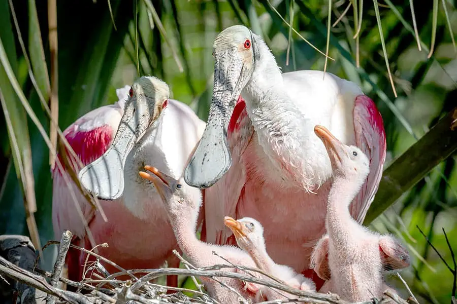 Pair of Roseate Spoonbills on nest with three young