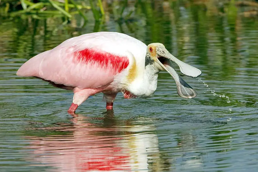 Roseate Spoonbill feeding in shallow water