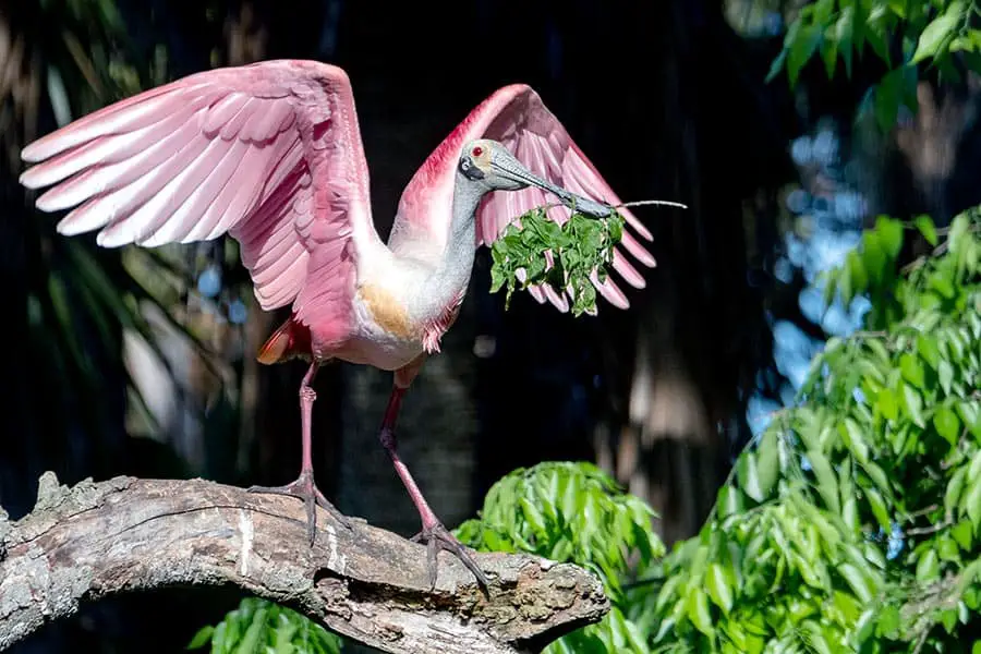 Roseate Spoonbill landing on limb with green leaves in it's bill