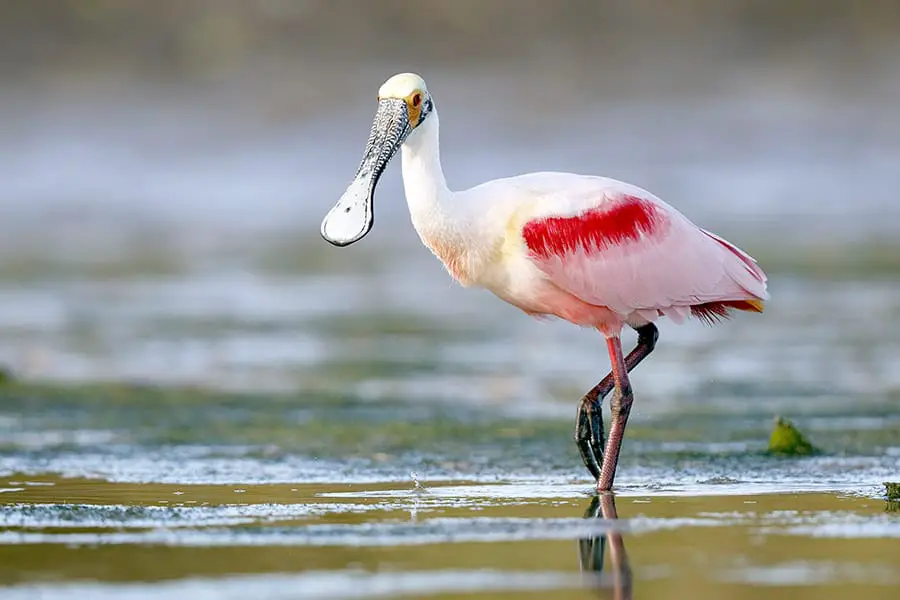 Roseate Spoonbill wading in the water