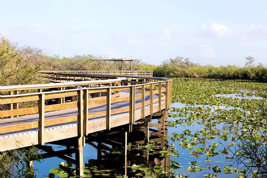 Wooden walkway in the Everglades