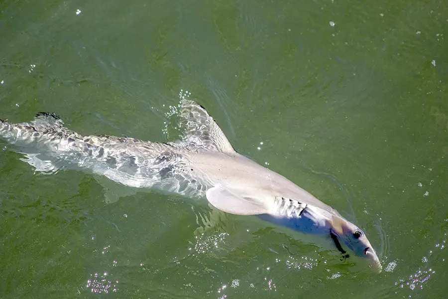 Hammerhead shark swimming near shore