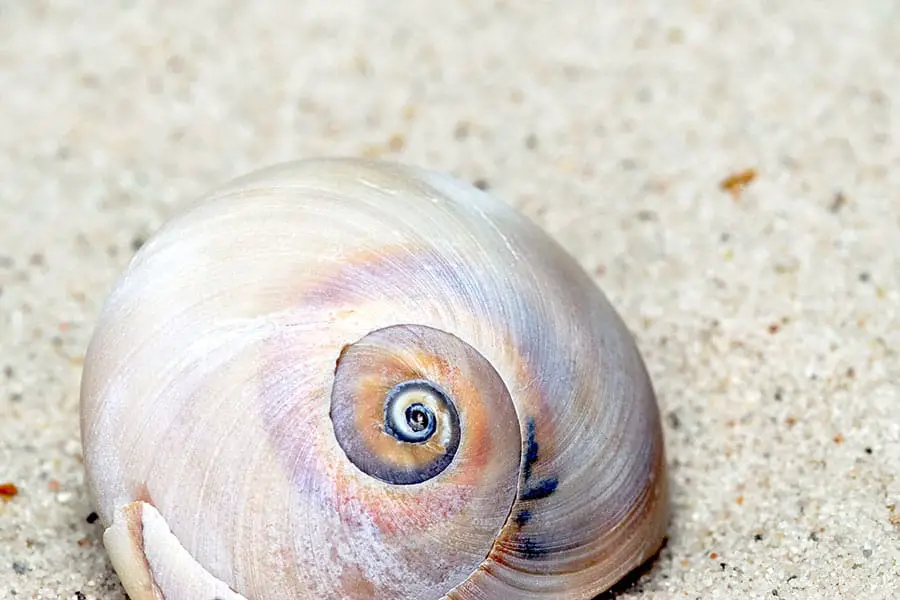 Multicolored moon snail laying on sandy beach